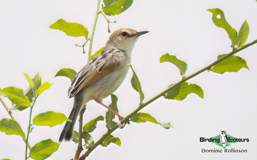 Namibia, Botswana and Victoria Falls birding