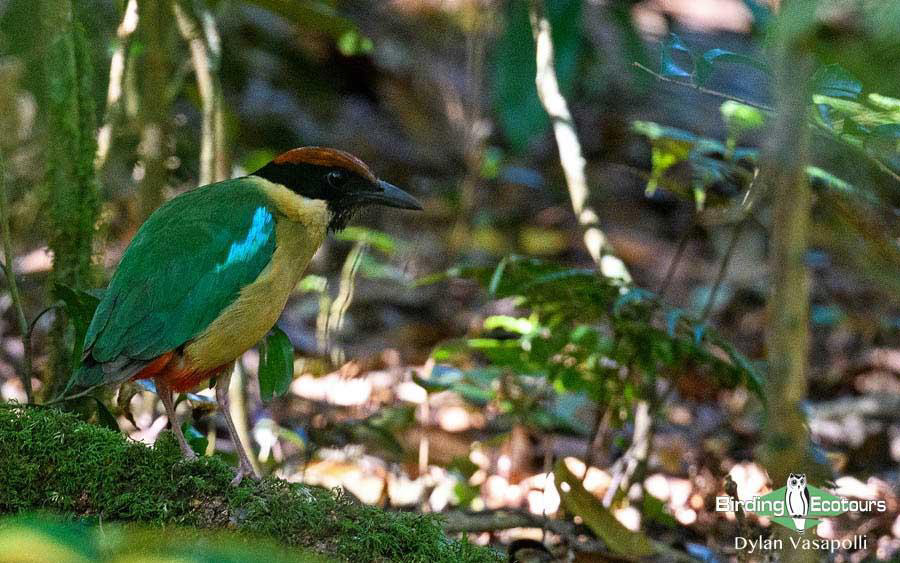 Eastern Australia birding report