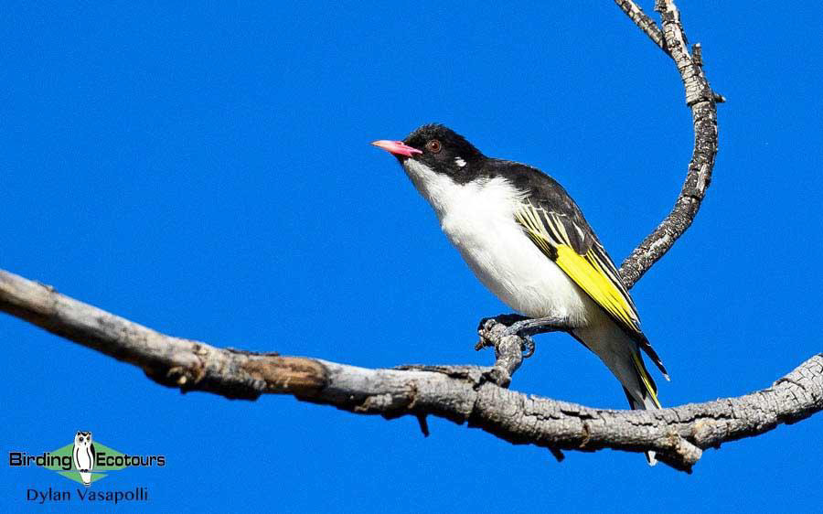 Eastern Australia birding report