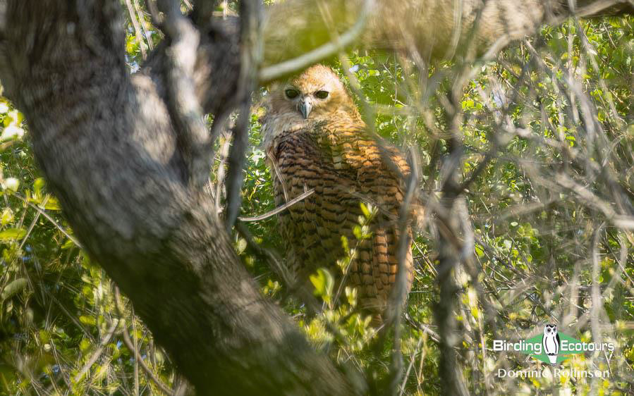 Namibia, Botswana and Victoria Falls birding