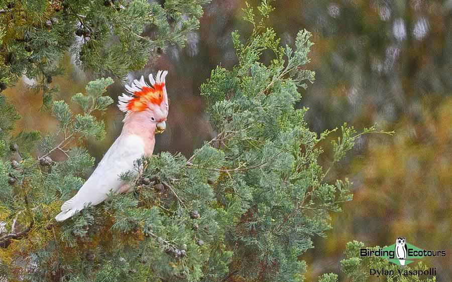 Eastern Australia birding report