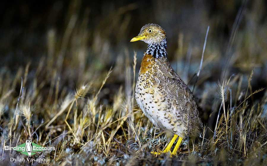 Eastern Australia birding report