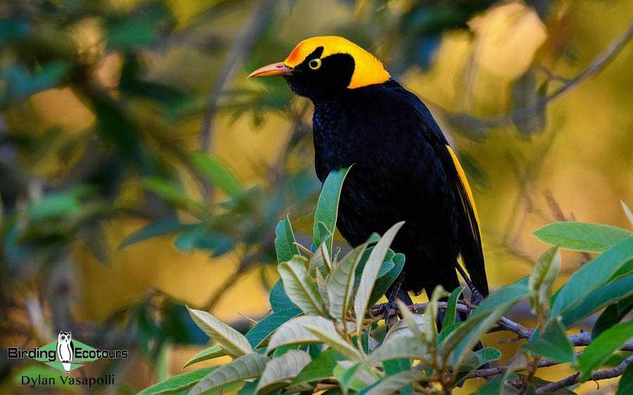 Eastern Australia birding report