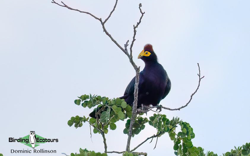 Namibia, Botswana and Victoria Falls birding