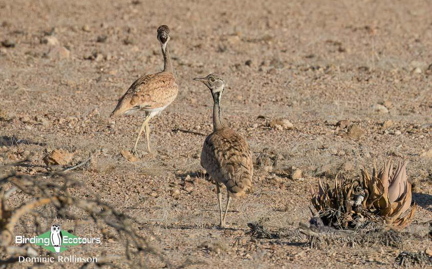 Namibia, Botswana and Victoria Falls birding