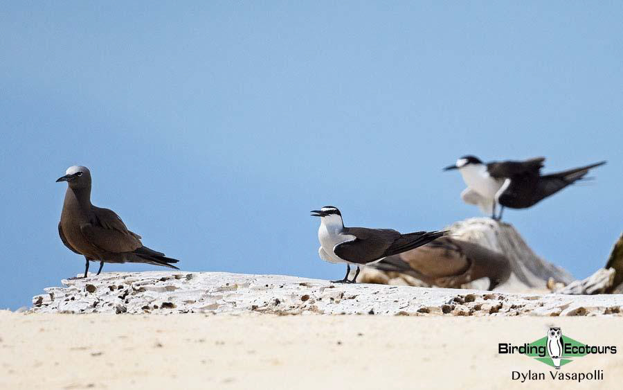 Eastern Australia birding report
