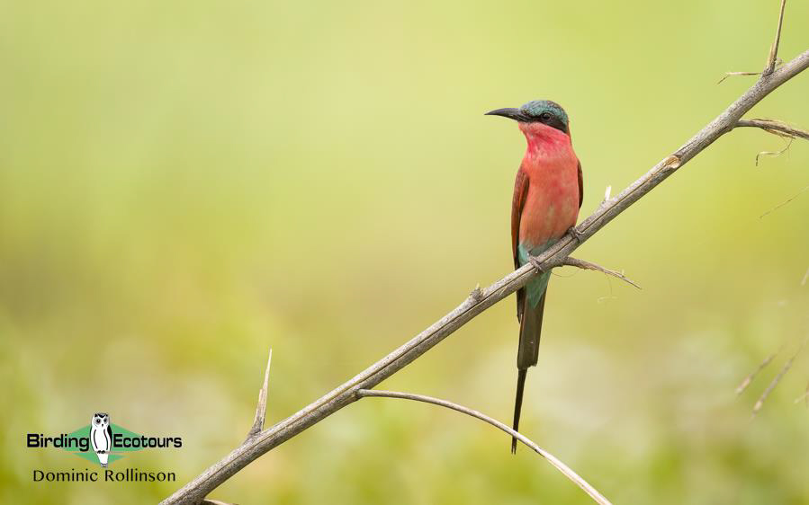 Namibia, Botswana and Victoria Falls birding