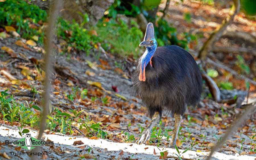 Eastern Australia birding report