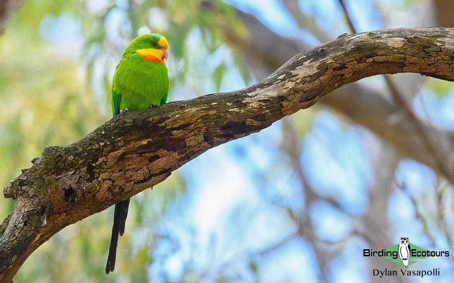 Eastern Australia birding report