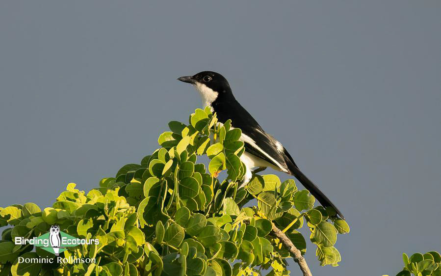 Namibia, Botswana and Victoria Falls birding