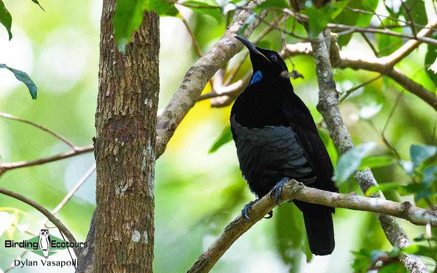 Eastern Australia birding report