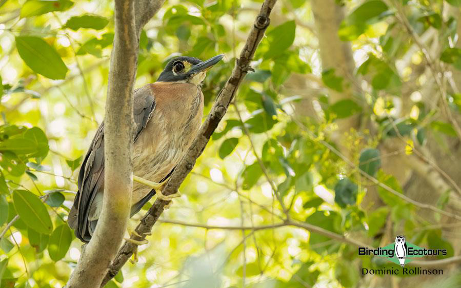 Namibia, Botswana and Victoria Falls birding