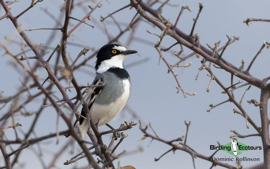 Namibia, Botswana and Victoria Falls birding