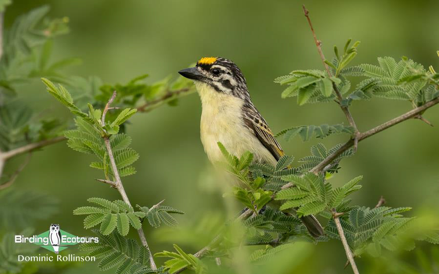 Namibia, Botswana and Victoria Falls birding