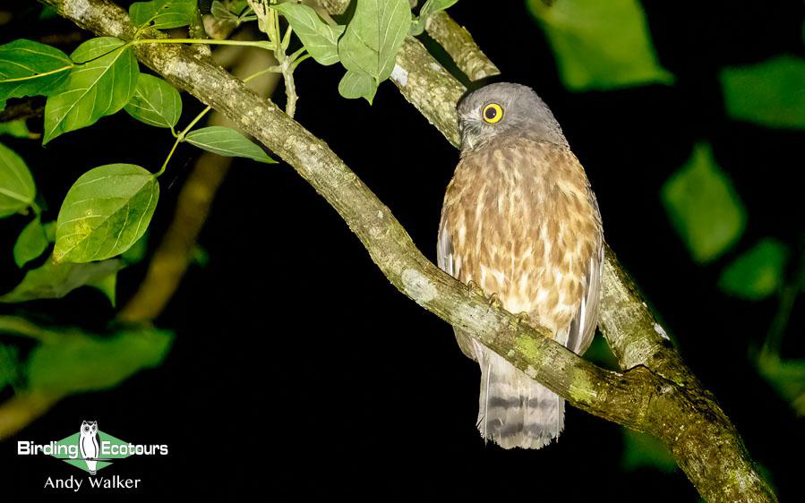 Andaman Islands Endemics