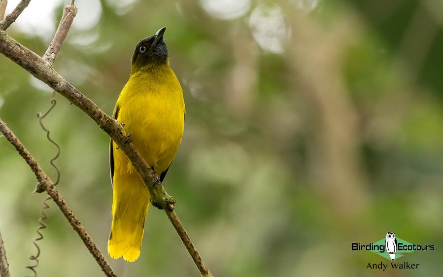 Andaman Islands Endemics