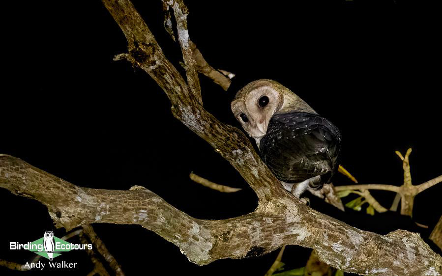 Andaman Islands Endemics