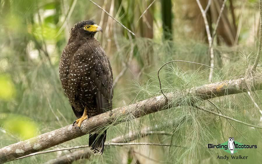 Andaman Islands Endemics