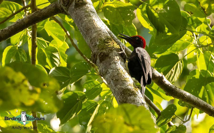 Andaman Islands Endemics