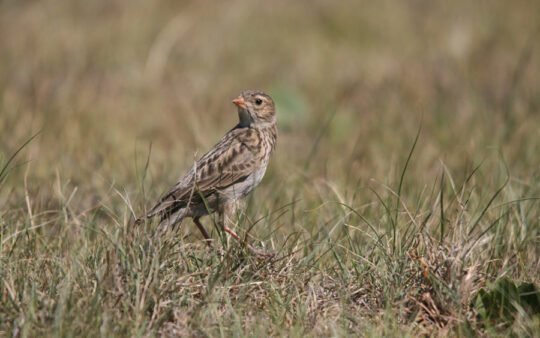 Protecting South Africa’s most threatened endemic bird