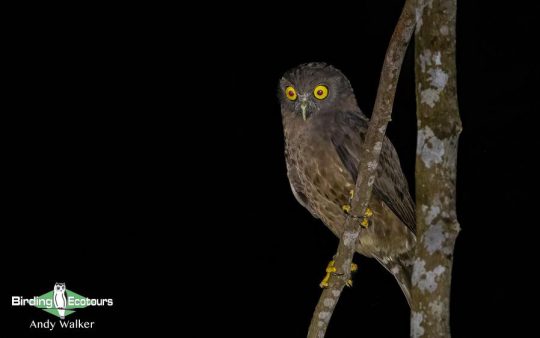 Andaman Islands Endemics