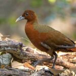 Western Madagascar birding tours