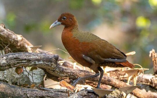 Western Madagascar birding tours