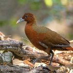 Madagascar birding tours