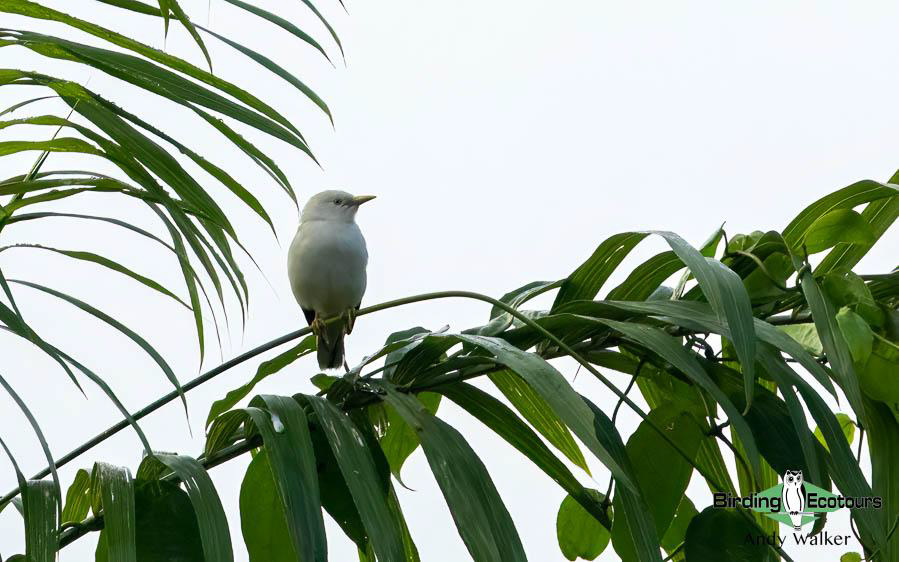Andaman Islands Endemics