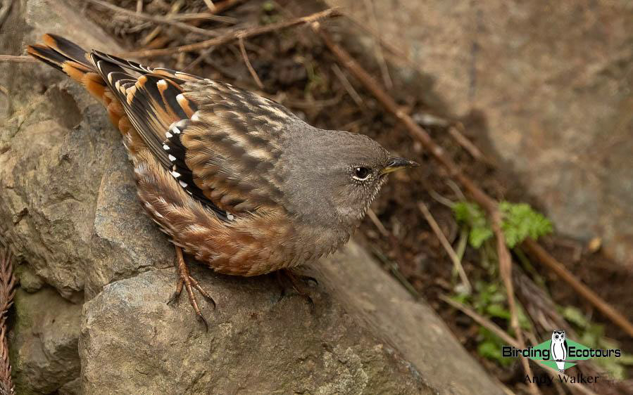Japan birding tour