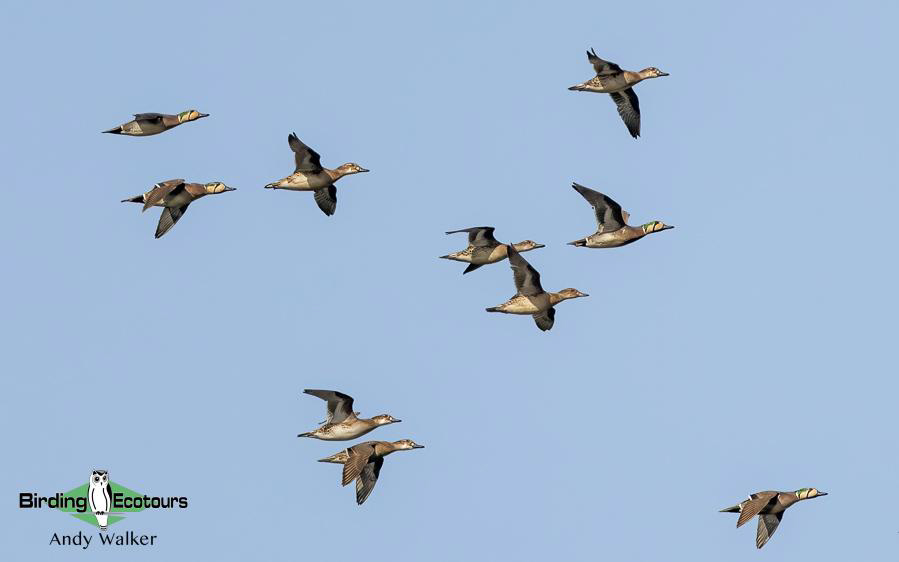 Japan birding tour