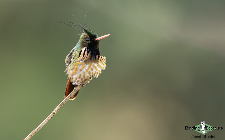 Costa Rica birding report