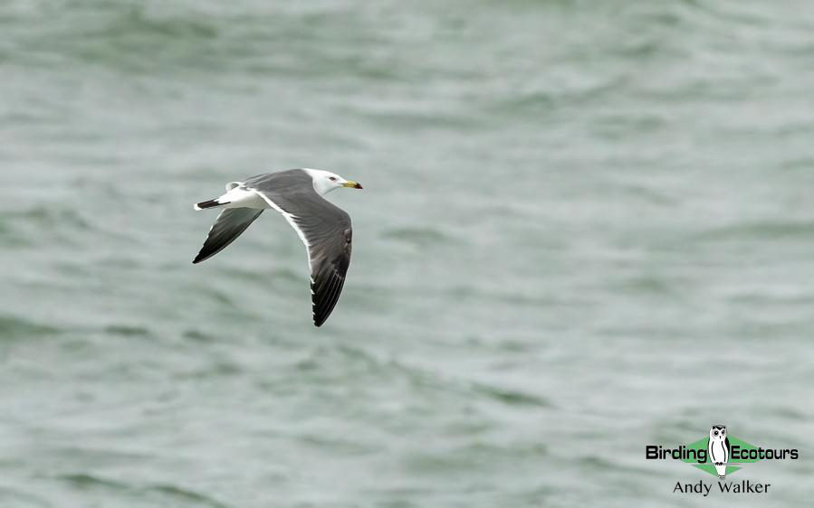Japan birding tour