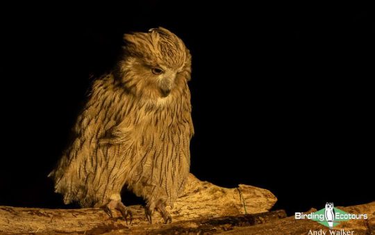 Japan birding tour