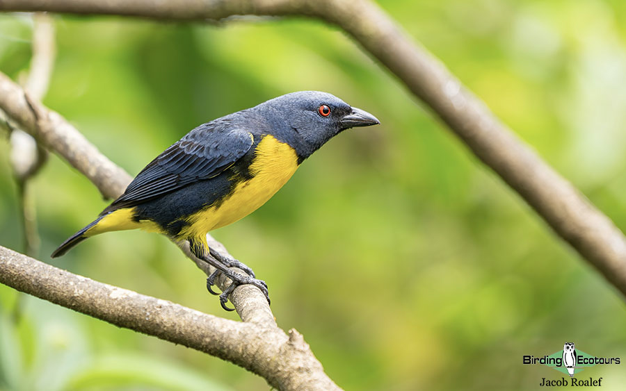 Costa Rica birding report