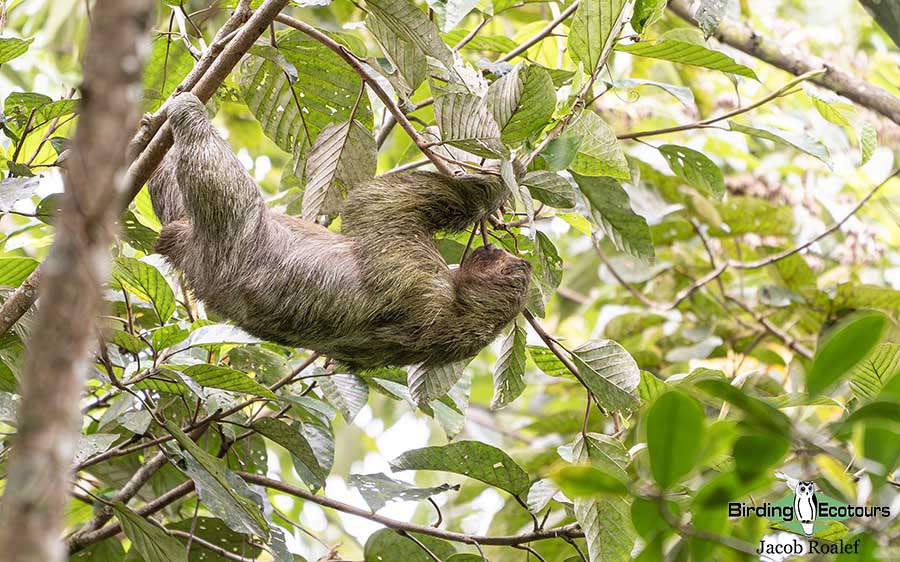Costa Rica birding report