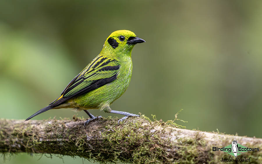 Costa Rica birding report