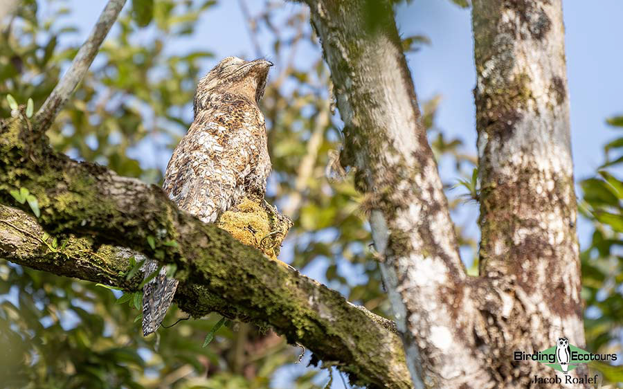 Costa Rica birding report