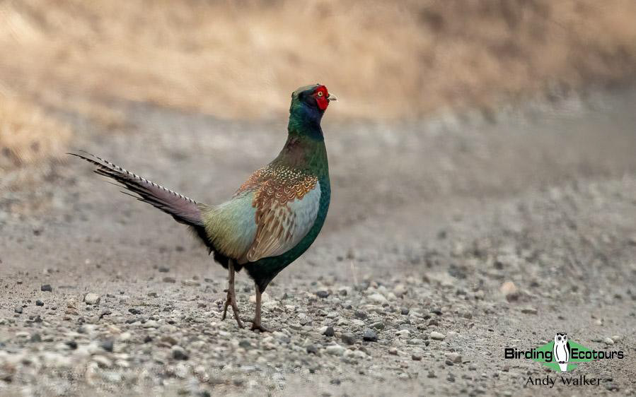 Japan birding tour