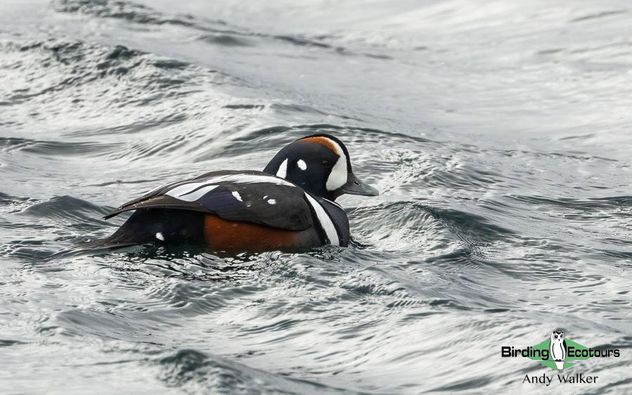 Japan birding tour