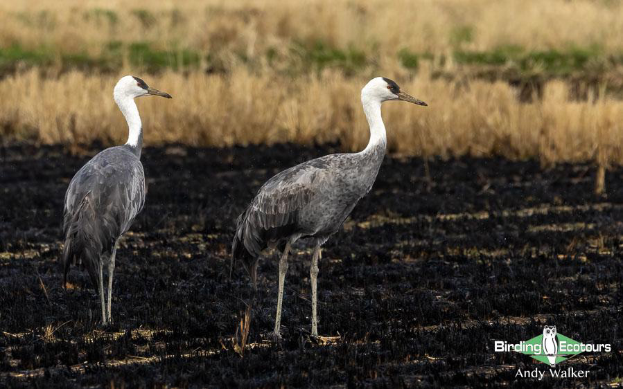 Japan birding tour
