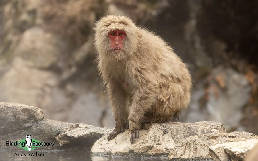 Japan birding tour