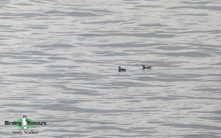 Japan birding tour