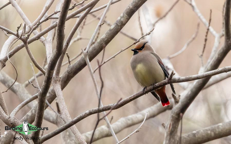 Japan birding tour