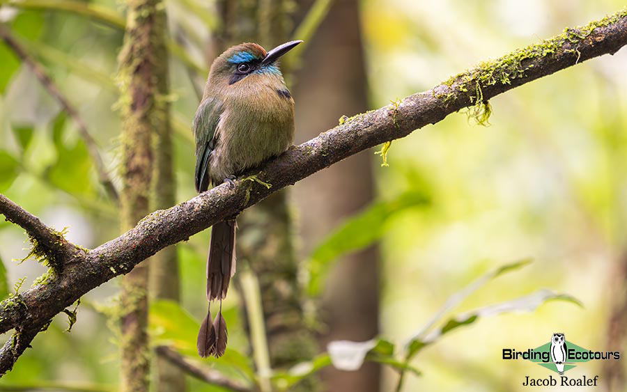 Costa Rica birding report