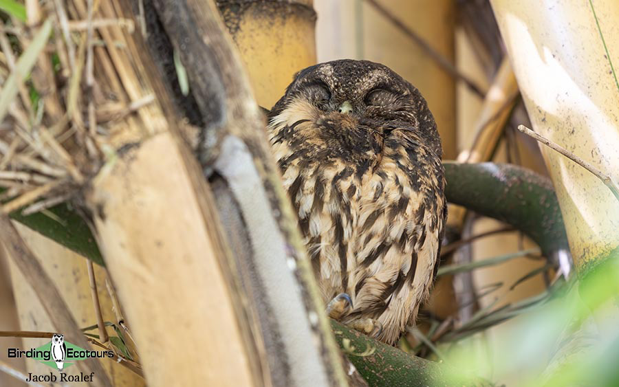 Costa Rica birding report