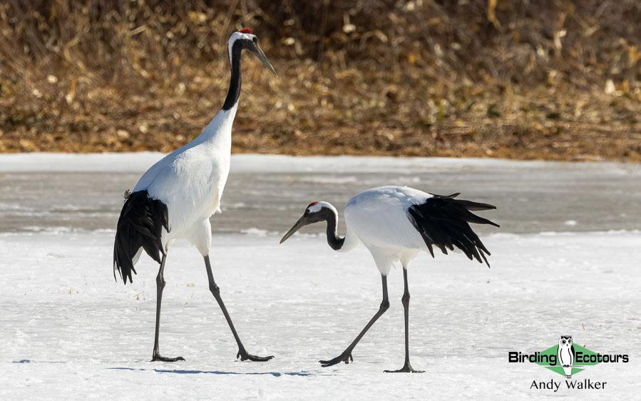 Japan birding tour
