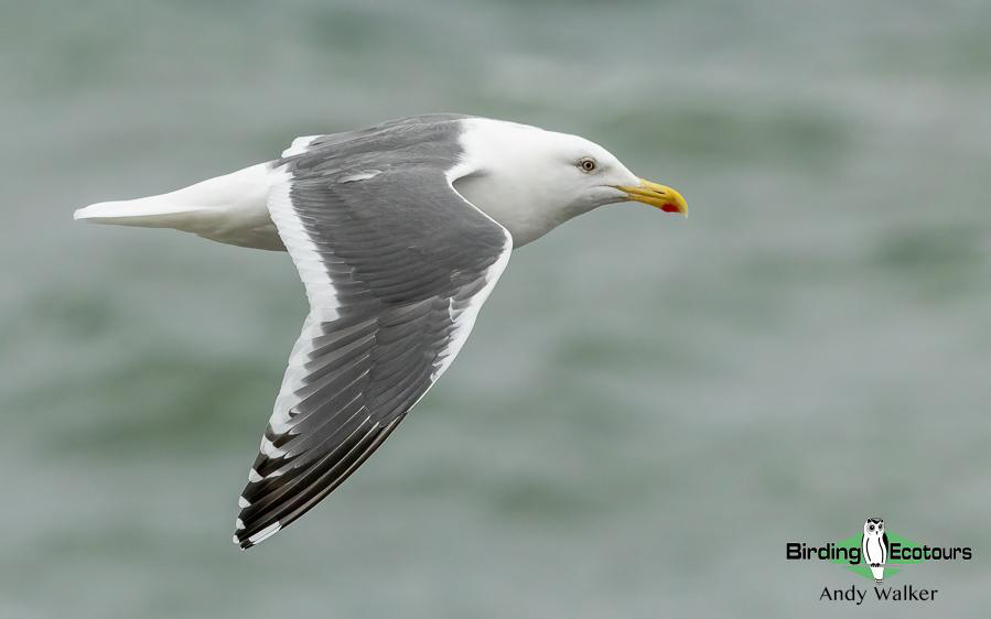 Japan birding tour