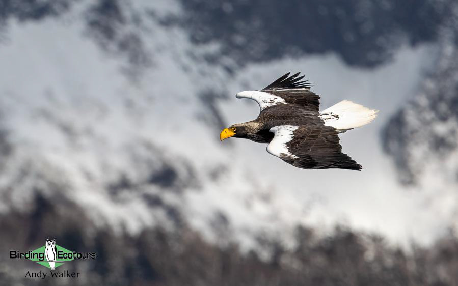 Japan birding tour