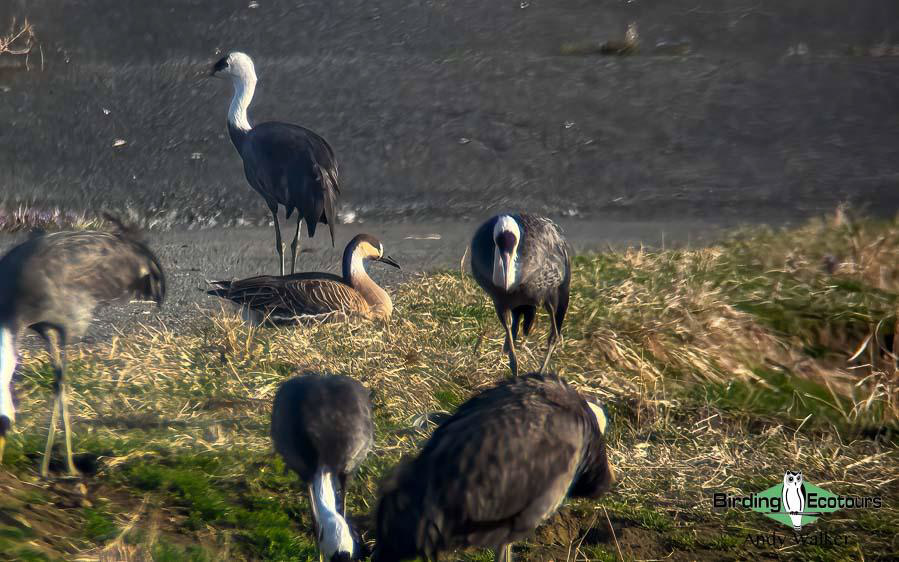 Japan birding tour
